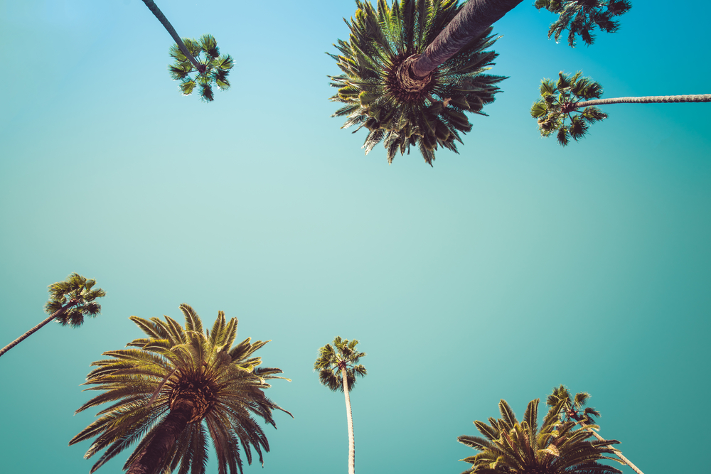 Vintage Rodeo Drive Beverly Hills Captivating crown-liked Palm Trees