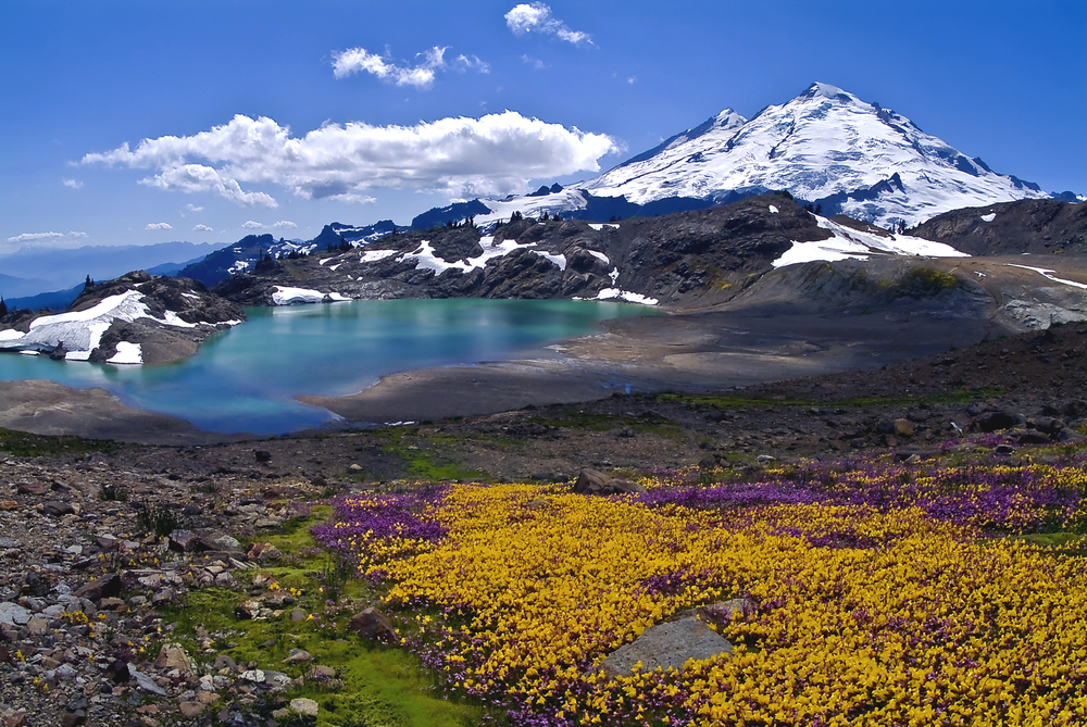 Wildflowers Blooming on Mount Baker / Mount Baker Summer Bloom